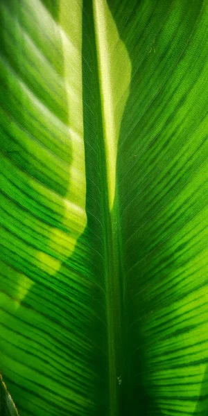 Trópusi Pálmalevél Strelitzia Növény Makro Texturált Háttér — Stock Fotó