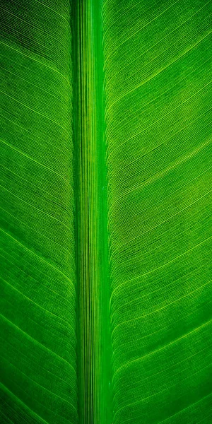 Trópusi Pálmalevél Strelitzia Növény Makro Texturált Háttér — Stock Fotó