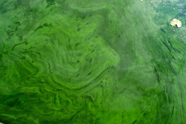 绿浪脏水 肮脏的大海 环境污染的环境问题 有毒的腐烂海藻 生态悲剧 高质量的照片 — 图库照片#