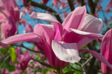 Yumuşak pembe Magnolia ruh eşliğinde bir dal üzerinde çiçek açar baharda açık mavi gökyüzüne karşı.