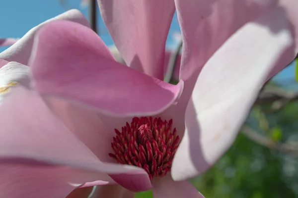 Delikatny Różowy Magnolia Soulangeana Kwiat Gałązce Kwitnącej Przeciwko Jasnemu Błękitnemu — Zdjęcie stockowe