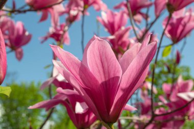 Yumuşak pembe Magnolia ruh eşliğinde bir dal üzerinde çiçek açar baharda açık mavi gökyüzüne karşı.