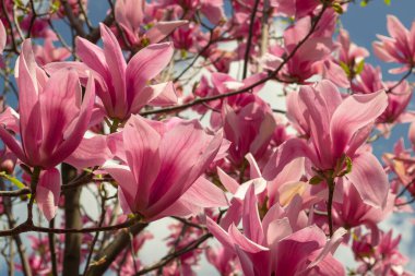 Yumuşak pembe Magnolia ruh eşliğinde bir dal üzerinde çiçek açar baharda açık mavi gökyüzüne karşı.