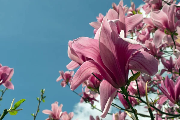 Rosa Doce Magnolia Soulangeana Flor Galho Que Floresce Contra Céu — Fotografia de Stock