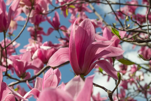 Розовый Цветок Магнолии Фоне Ясного Голубого Неба Весной — стоковое фото