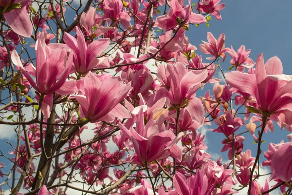Yumuşak Pembe Magnolia Ruh Eşliğinde Bir Dal Üzerinde Çiçek Açar — Stok fotoğraf