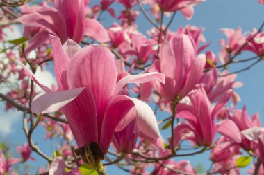 Yumuşak pembe Magnolia ruh eşliğinde bir dal üzerinde çiçek açar baharda açık mavi gökyüzüne karşı.