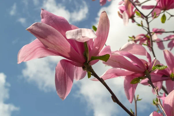 Yumuşak pembe Magnolia ruh eşliğinde bir dal üzerinde çiçek açar baharda açık mavi gökyüzüne karşı.