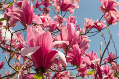 Yumuşak pembe Magnolia ruh eşliğinde bir dal üzerinde çiçek açar baharda açık mavi gökyüzüne karşı.