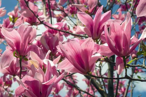 Doux Rose Magnolia Soulangeana Fleur Sur Une Brindille Fleurissant Contre — Photo