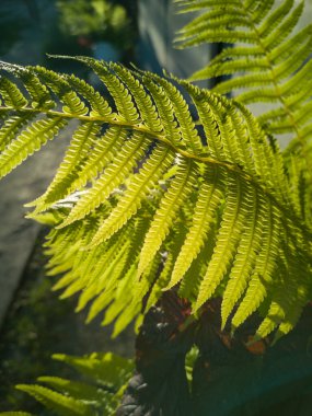 Batan güneşin arka planında vahşi yeşil eğrelti otu yaprağı. Yabani eğrelti otu yaprakları, osmunda regalisi, kulak ağaçları, ya da eğrelti otları, güneşin önündeki ağaç eğreltiotu dalı Cyathea medullarisin