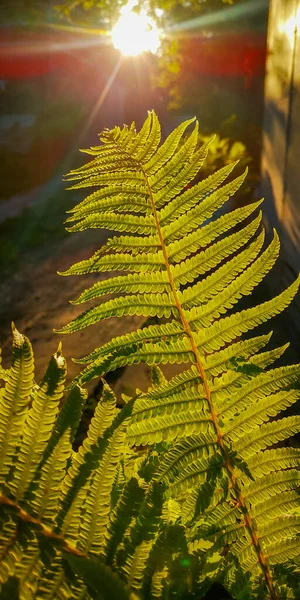 Wild Natural Green Fern Leaf Backlight Setting Sun Wild Fern — Stock Photo, Image