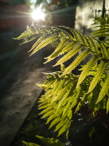 Divoce Zelené Kapradinové Listy Podsvícení Zapadajícího Slunce Listy Kapradiny Osmunda — Stock fotografie