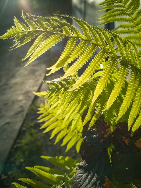 Wildes Natürliches Grünes Farnblatt Gegenlicht Der Untergehenden Sonne Wilde Farnblätter — Stockfoto