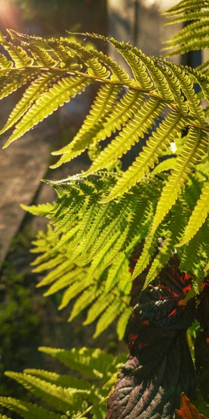 Divoce Zelené Kapradinové Listy Podsvícení Zapadajícího Slunce Listy Kapradiny Osmunda — Stock fotografie