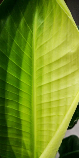 Uma Folha Palma Tropical Recentemente Florescida Com Gradação Tons Verde — Fotografia de Stock
