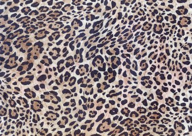 Lüks leopar geçmişi. Çita izi. Kar leoparı kürkü. Vahşi kaplan deseni. Pantera hayvan izi..
