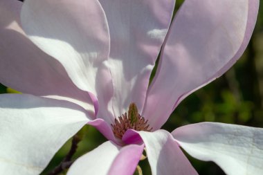 Çiçek açan pembe manolya çiçeğinin yakın plan görüntüsü yumuşak yapraklar ve karmaşık detaylar, manolyanın doğal formunun güzelliğini ve zarafetini yakalıyor... seçici odaklanma.
