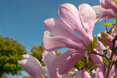 Pembe manolya çiçeği, açık mavi gökyüzüne yakın planda çekilmiş. Bu canlı çiçek, ilkbahar mevsimini ve doğanın güzelliğini vurgulayarak güzel bir şekilde öne çıkıyor. seçici odak