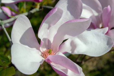 Pembe ve beyaz yapraklı, çiçek açan bir manolya çiçeğinin yakın plan görüntüsü. Canlı ilkbaharda yakalanan narin çiçek çiçekli ayrıntıları ve doğal güzelliği vurguluyor. Seçici bir odak noktası.