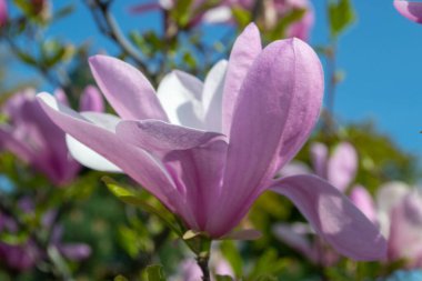 Pembe manolya çiçeği, açık mavi gökyüzüne yakın planda çekilmiş. Bu canlı çiçek, ilkbahar mevsimini ve doğanın güzelliğini vurgulayarak güzel bir şekilde öne çıkıyor. seçici odak