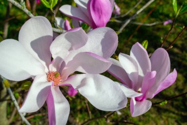 Pembe ve beyaz yapraklı, çiçek açan bir manolya çiçeğinin yakın plan görüntüsü. Canlı ilkbaharda yakalanan narin çiçek çiçekli ayrıntıları ve doğal güzelliği vurguluyor. Seçici bir odak noktası.