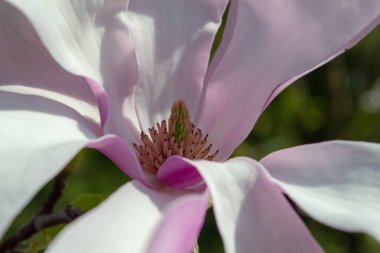 Çiçek açan pembe manolya çiçeğinin yakın plan görüntüsü yumuşak yapraklar ve karmaşık detaylar, manolyanın doğal formunun güzelliğini ve zarafetini yakalıyor... seçici odaklanma.