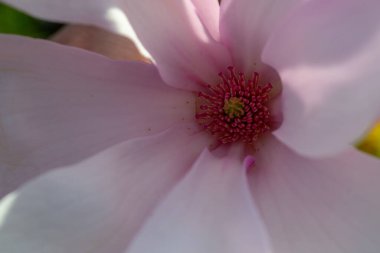 Yakından çekilen narin manolya çiçeği canlı bir merkezle yumuşak pembe ve beyaz taç yapraklarını sergiliyor. Kompozisyon doğanın zarafetini ve güzelliğini vurguluyor. Seçici odak.