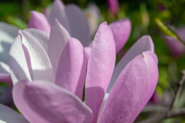 Yumuşak yapraklarını ve doğal güzelliğini bulanık bir arka planda vurgulayan, tam çiçeklenmiş pembe bir manolya çiçeğinin yakın plan görüntüsü. Doğanın sükunetini ve zarafetini yakalıyor. seçici odak