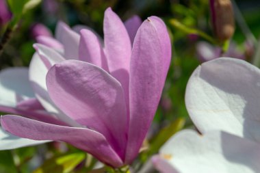 Yumuşak yapraklarını ve doğal güzelliğini bulanık bir arka planda vurgulayan, tam çiçeklenmiş pembe bir manolya çiçeğinin yakın plan görüntüsü. Doğanın sükunetini ve zarafetini yakalıyor. seçici odak