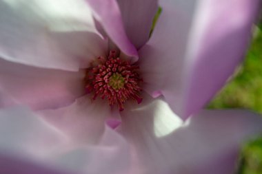 Yakından çekilen narin manolya çiçeği canlı bir merkezle yumuşak pembe ve beyaz taç yapraklarını sergiliyor. Kompozisyon doğanın zarafetini ve güzelliğini vurguluyor. Seçici odak.