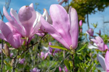 Pembe manolya çiçeği tam çiçeklenmiş, bulanık doğal bir arkaplana karşı keskin detaylarıyla yakalanmış. Çiçeğin narin taç yaprakları etrafındaki yeşilliklerle çok güzel tezat oluşturuyor. seçici odak