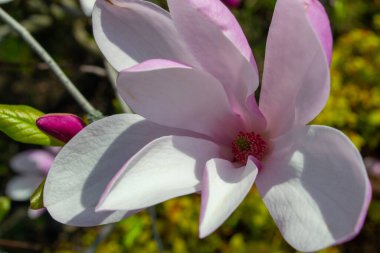 Yakından çekilen narin manolya çiçeği canlı bir merkezle yumuşak pembe ve beyaz taç yapraklarını sergiliyor. Kompozisyon doğanın zarafetini ve güzelliğini vurguluyor. Seçici odak.