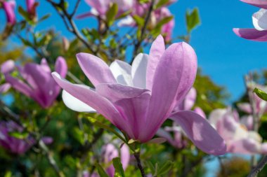 Pembe manolya çiçeği, açık mavi gökyüzüne yakın planda çekilmiş. Bu canlı çiçek, ilkbahar mevsimini ve doğanın güzelliğini vurgulayarak güzel bir şekilde öne çıkıyor. seçici odak