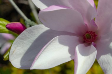 Yakından çekilen narin manolya çiçeği canlı bir merkezle yumuşak pembe ve beyaz taç yapraklarını sergiliyor. Kompozisyon doğanın zarafetini ve güzelliğini vurguluyor. Seçici odak.