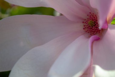 Yakından çekilen narin manolya çiçeği canlı bir merkezle yumuşak pembe ve beyaz taç yapraklarını sergiliyor. Kompozisyon zarafeti ve güzelliği vurguluyor. Seçici odak.