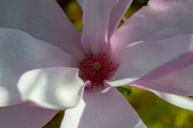 Yakından çekilen narin manolya çiçeği canlı bir merkezle yumuşak pembe ve beyaz taç yapraklarını sergiliyor. Kompozisyon zarafeti ve güzelliği vurguluyor. Seçici odak.