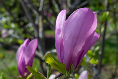 Pembe manolya çiçekleri açık mavi gökyüzünün altında canlı yapraklar ve taze yeşil yapraklarla açarak güneşli bir bahar gününün huzurlu güzelliğini yakalıyorlar. seçici odak