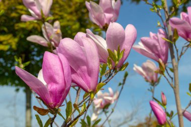 Parlak pembe manolya çiçekleri açık mavi gökyüzüne karşı çiçek açar. Yakından bakıldığında, narin taç yaprakları ve canlı renkler baharın özünü yansıtıyor. seçici odak