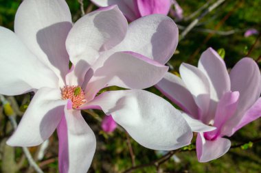 Pembe ve beyaz yapraklı, çiçek açan bir manolya çiçeğinin yakın plan görüntüsü. Canlı ilkbaharda yakalanan narin çiçek çiçekli ayrıntıları ve doğal güzelliği vurguluyor. Seçici bir odak noktası.