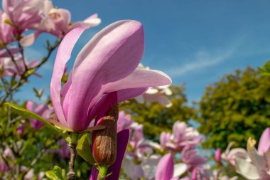 Pembe manolya çiçeği, açık mavi gökyüzüne yakın planda çekilmiş. Bu canlı çiçek, ilkbahar mevsimini ve doğanın güzelliğini vurgulayarak güzel bir şekilde öne çıkıyor. seçici odak