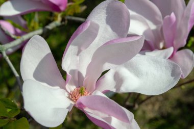 Pembe ve beyaz yapraklı, çiçek açan bir manolya çiçeğinin yakın plan görüntüsü. Canlı ilkbaharda yakalanan narin çiçek çiçekli ayrıntıları ve doğal güzelliği vurguluyor. Seçici bir odak noktası.