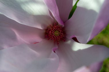 Yakından çekilen narin manolya çiçeği canlı bir merkezle yumuşak pembe ve beyaz taç yapraklarını sergiliyor. Kompozisyon doğanın zarafetini ve güzelliğini vurguluyor. Seçici odak.