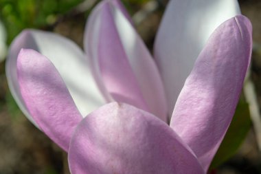 Bir manolya çiçeğinin özel görüntüsü hassas pembe ve beyaz yapraklarını sergiliyor. Detaylı bir merkezi mastırı çevreleyen. Doğanın güzelliğini ve karmaşıklığını seçici bir odak noktasında yakalar.