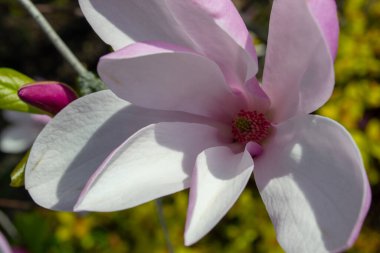 Yakından çekilen narin manolya çiçeği canlı bir merkezle yumuşak pembe ve beyaz taç yapraklarını sergiliyor. Kompozisyon doğanın zarafetini ve güzelliğini vurguluyor. Seçici odak.