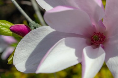 Yakından çekilen narin manolya çiçeği canlı bir merkezle yumuşak pembe ve beyaz taç yapraklarını sergiliyor. Kompozisyon doğanın zarafetini ve güzelliğini vurguluyor. Seçici odak.