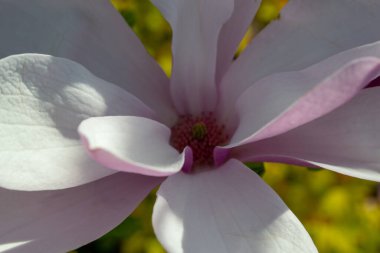 Manolya çiçeğinin narin taç yaprakları yakın plan çekimde açılır. Karmaşık detaylar ve canlı renkler ortaya çıkar. Görüntü, baharın zarafetini ve doğal güzelliğini yakalar. Seçici odaklanma.