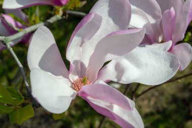 Pembe ve beyaz yapraklı, çiçek açan bir manolya çiçeğinin yakın plan görüntüsü. Canlı ilkbaharda yakalanan narin çiçek çiçekli ayrıntıları ve doğal güzelliği vurguluyor. Seçici bir odak noktası.