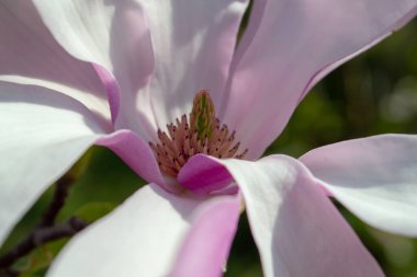 Çiçek açan pembe manolya çiçeğinin yakın plan görüntüsü yumuşak yapraklar ve karmaşık detaylar, manolyanın doğal formunun güzelliğini ve zarafetini yakalıyor... seçici odaklanma.