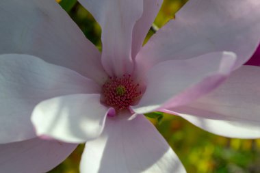 Yakından çekilen narin manolya çiçeği canlı bir merkezle yumuşak pembe ve beyaz taç yapraklarını sergiliyor. Kompozisyon doğanın zarafetini ve güzelliğini vurguluyor. Seçici odak.